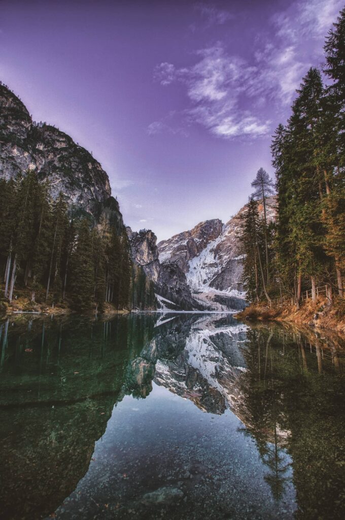 forest trees oneplus nord wallpaper