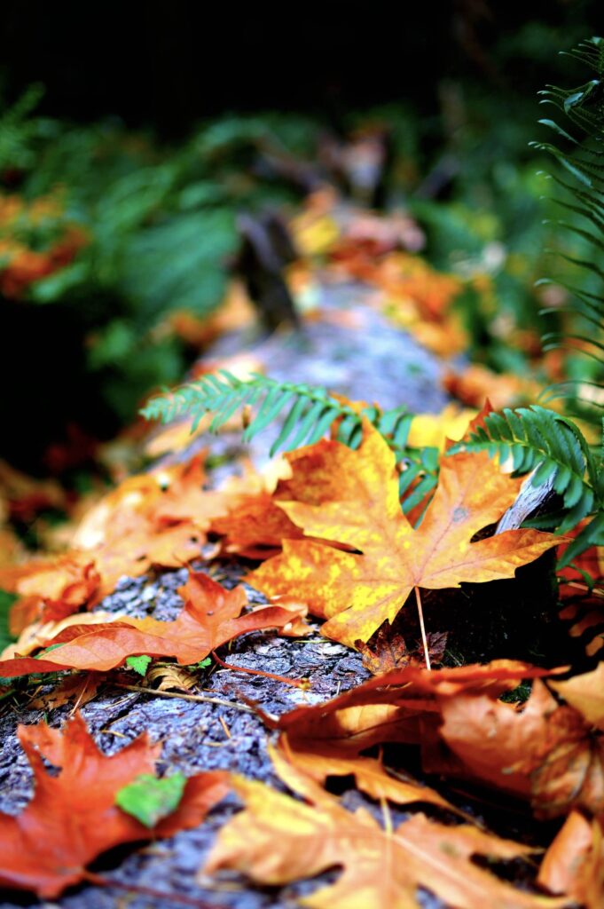 leaves yellow oneplus nord wallpaper